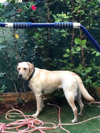 Petspace - Dog Boarding Our Pack Through the Years photo 5