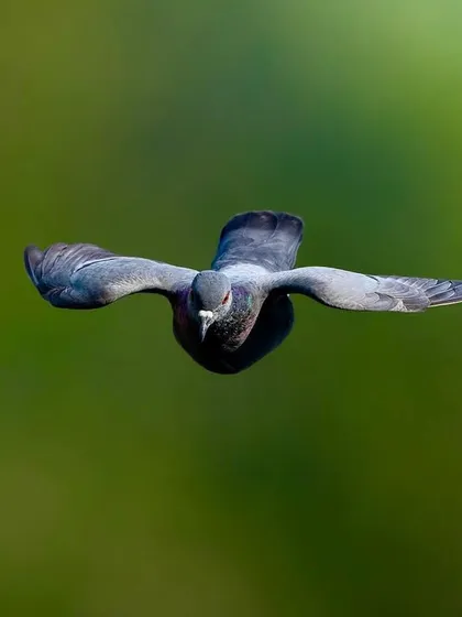 My experience as a wildlife photographer allows me to capture animals in motion. This shot of a pigeon in full flight, frozen with perfect clarity against a soft green background, demonstrates the technical skill I bring to capturing the dynamic energy of your pet.