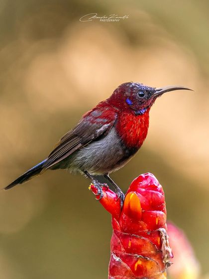 A Symphony of Colours photo 4