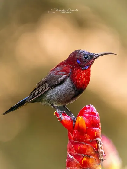 A Vigors's Sunbird perched on a fiery red ginger flower. This composition is all about the interplay of colour, with the bird's iridescent plumage complementing the vibrant bloom.