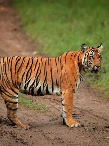 We often encounter roadblocks in the jungle, but this is the kind we love. A tigress from Kabini claims the safari track for herself, first resting and then taking a drink from a puddle.