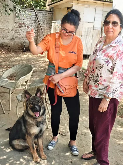 Baby Zara is going home! Her owners were already doing a great job, so our work was to fine-tune her skills, focusing on excessive jumping and leash walking.