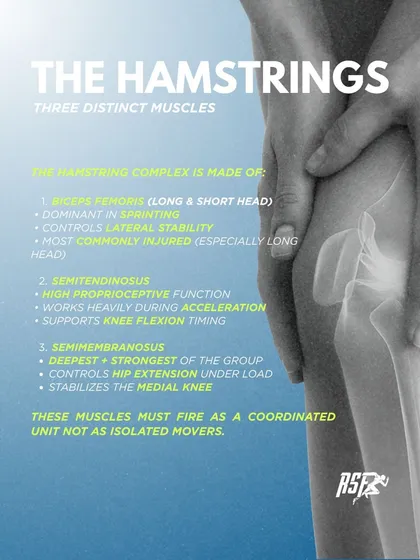 Here, we detail the three distinct muscles of the hamstring complex. Each has a specific role, from controlling lateral stability in sprinting to stabilizing the medial knee. They must fire as a coordinated unit, not as isolated movers.