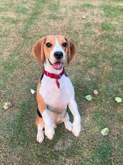 Happy Saturday from Milo the Beagle. He's sitting up pretty, hoping for a weekend full of treats and playtime.