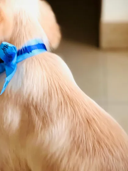 The finishing touch: a beautiful blue ribbon for this special pup.