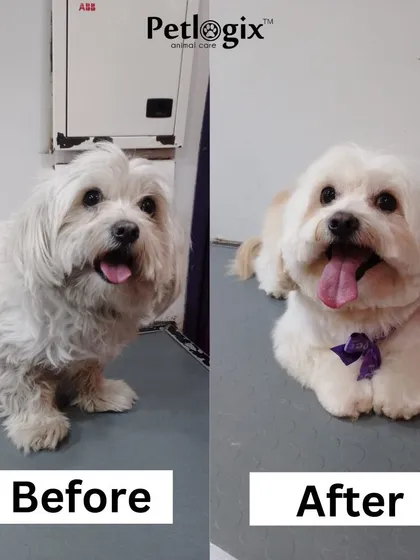 Here is another look at a cute transformation. Our groomers are experts at bringing out the best in your pet's appearance with a professional haircut and styling.