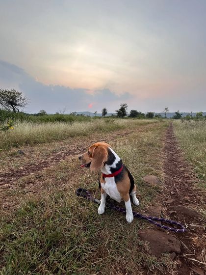A beagle enjoying the view from a trail during one of our adventure hikes. These sessions are designed to satisfy a dog's natural curiosity and need for exploration.
