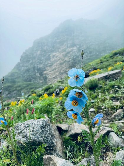 The rare and beautiful Himalayan Blue Poppy, one of over 500 species of wildflowers you can find in the Valley of Flowers. I plan these treks during the peak blooming season from July to August.