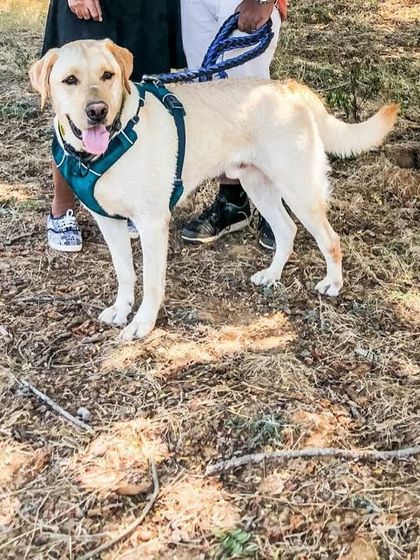 Petspace - Dog Daycare Growing Up With Us: Then & Now photo 3