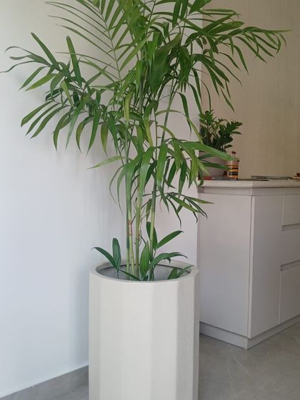 This Bamboo Palm in a modern, geometric white planter adds a touch of contemporary style. It’s a versatile plant that works well with various interior designs.
