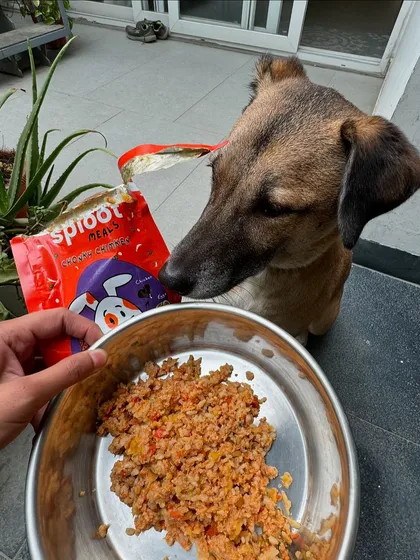 This is the look of pure anticipation. Sriracha patiently waiting for her bowl of our Chonky Chimken meal. It's a look we know and love.