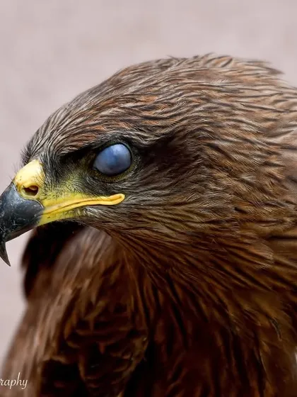 An extreme close-up of a Black Kite, showing its nictitating membrane, or third eyelid. This protective layer allows them to keep their eyes safe while in flight or capturing prey.