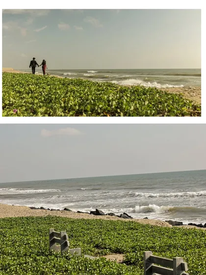 A collage capturing the serene beauty of a beach pre-wedding shoot, with a wide shot of the couple walking along the green-covered shoreline.