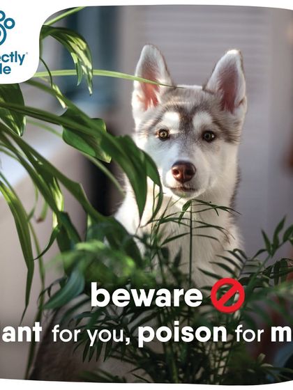 Beware! Some beautiful houseplants can be poison for your pets. It's important to know which greens are safe to keep in your home.