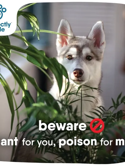 Beware! Many common houseplants can be poisonous to our curious pets. Always check if a plant is pet-safe before bringing it home.