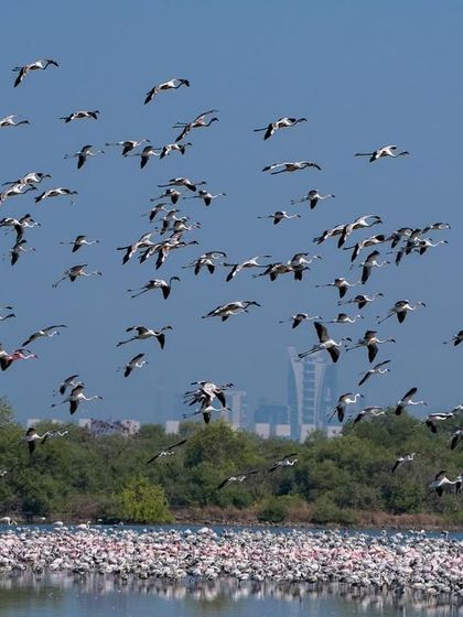 A dense group of flamingos taking flight, showing the power and coordination of the flock.