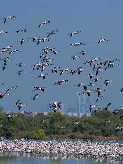 A dense group of flamingos taking flight, showing the power and coordination of the flock.