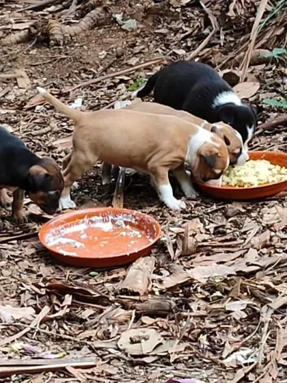 The puppies enjoying a meal together. Kind people are feeding them, but what they really need are permanent homes.