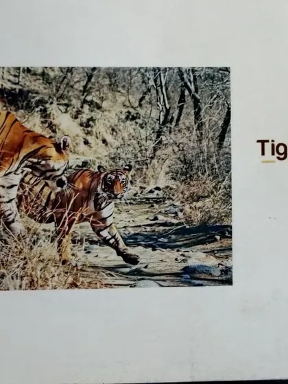 This is the invitation card from my solo exhibition, "Tiger's Realm," held ten years ago at the India International Centre in Delhi. The exhibition was my attempt to show the tiger's world through my photographs, and I was happy it was appreciated by so many nature lovers.