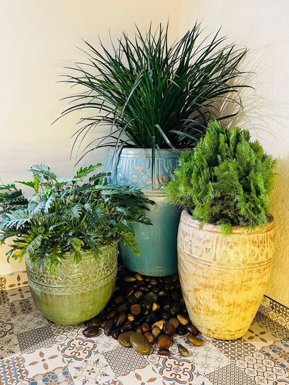 Rakshith Landscaping - Landscape Design & Installation Plant & Tree Supply photo 23