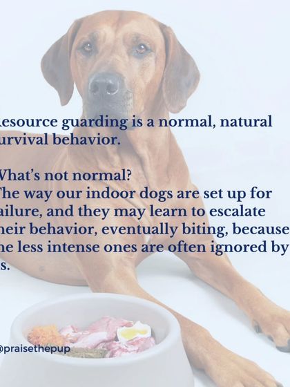 Resource guarding is a natural survival behavior. What's not normal is setting our indoor dogs up for failure by ignoring their subtle warnings, which can cause them to escalate to a bite.