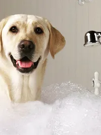 Pet Grooming