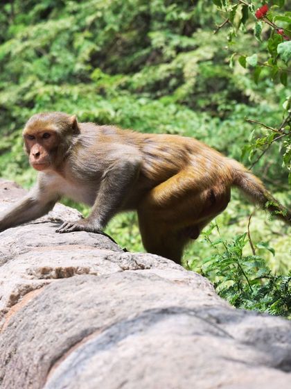 Manya Upadhyay - Travel & Documentary Photography Wildlife Encounters photo 38