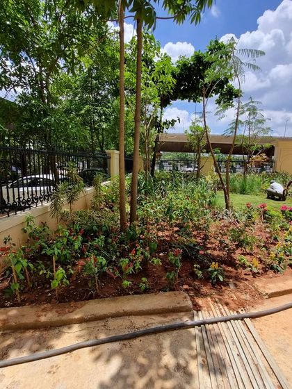 The initial planting phase at the Legacy Cirocco project. This image shows the bare soil and the first placement of shrubs and trees, the very beginning of a lush garden.