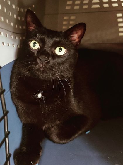 Sammy's Nest - Home Boarding for Small Pets Happy Cats: Our Boarding Guests photo 29