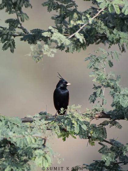 A Crested Bunting, a bird that breeds in the Northern plains. The male's striking black plumage and crest make it a handsome subject.