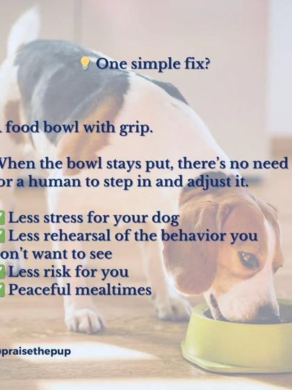 One simple fix? A food bowl with a grip. If the bowl doesn't slide around, there's no need for a human to step in and adjust it, which reduces stress for your dog and risk for you.