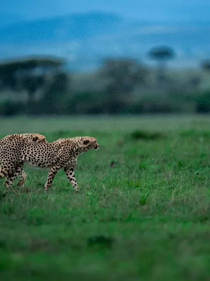 A coalition of cheetahs on the move. Capturing their synchronized movement tells a story of brotherhood and survival in the wild.