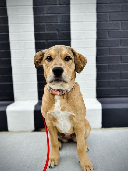 Tulsa Dog Trainer - Immersive Board & Train Programs Board & Train Graduates photo 123