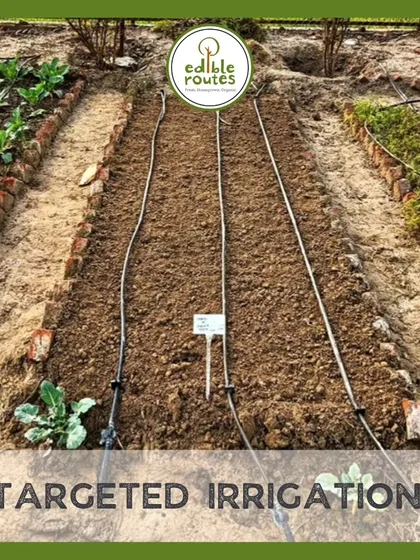 We often use targeted irrigation systems like drip lines in our raised beds. This method delivers water directly to the plant's root zone, which is highly efficient and conserves a significant amount of water.