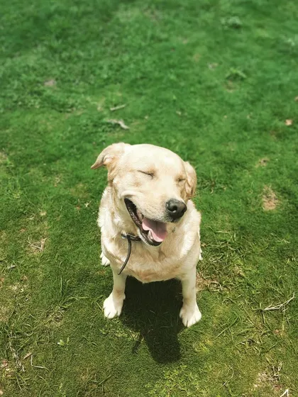 This is the smile that tells us we're doing something right. A happy, relaxed dog enjoying the sunshine is the best reward for our team.