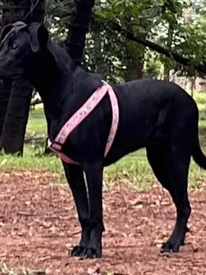 Kuri looking majestic in the park, wearing her pink harness. She is a strong and healthy Indie.