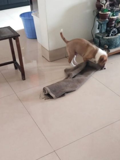 This 2 month old indie pup was abandoned at a food truck. He is now in a temporary home, playing and waiting for someone to adopt him permanently.