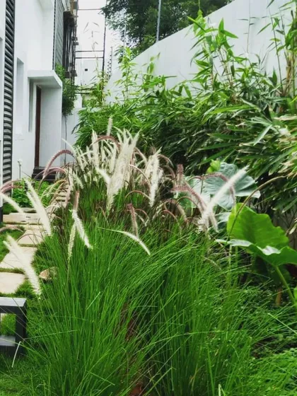 After a hot summer, the monsoon brings relief and new life to the plants. Here, a mix of ornamental grasses and leafy shrubs thrives in a narrow planting bed, adding texture and softness to the edge of a building.