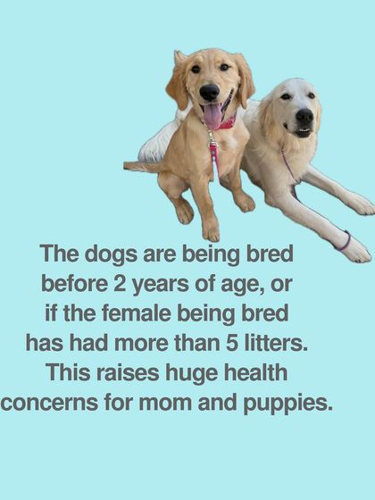 Tulsa Dog Trainer - Private Training & Behavior Modification Expert Advice for Dog Owners photo 3