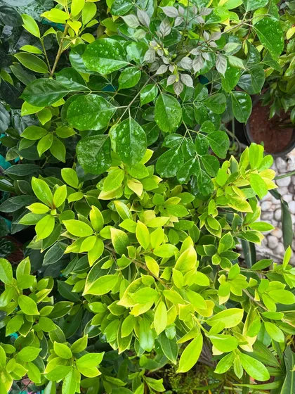 A close-up of different types of foliage, showcasing the variety of shapes, textures, and tones found in nature. Every leaf is a small masterpiece, and we celebrate this quiet beauty in our designs.