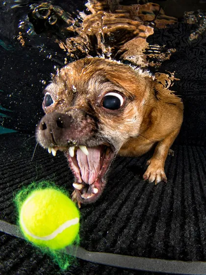 The fierce and funny face of a small dog determined to get its toy. These photos are packed with personality and character.