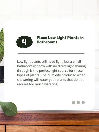 Understanding light is crucial for indoor plants. This tip explains how to care for low-light plants, which are perfect for bathrooms or corners that don't get direct sun. I can help you select the right plant for every spot in your home.