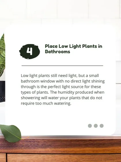 Tip 4: Place low light plants in bathrooms. The humidity produced when showering will water your plants that do not require too much watering, and a small window provides enough light.
