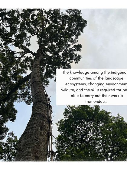 The incredible knowledge of the indigenous communities is evident in their tools and techniques, like this vine ladder used for climbing tall trees.