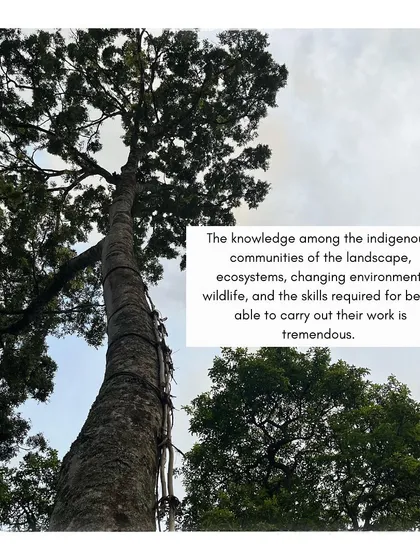 The incredible knowledge of the indigenous communities is evident in their tools and techniques, like this vine ladder used for climbing tall trees.