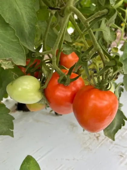 Tomatoes ripening on the vine over a bed of mulch film, which helps retain soil moisture.