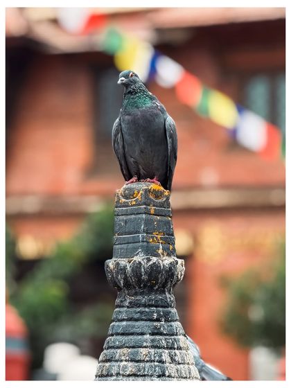 A portrait of a pigeon perched atop a stone pillar at a Buddhist temple in Kathmandu. The colorful prayer flags in the background add a touch of vibrancy to the scene.