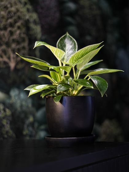 Another look at the Philodendron Birkin, this time in a simple black pot that emphasizes its striking foliage. We often use minimalist planters to let the plant's natural beauty shine.