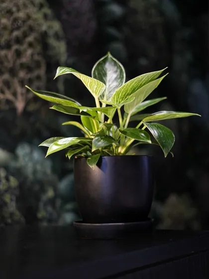 Placed in a simple black pot, the Philodendron Birkin's white pinstripes stand out against its dark, glossy leaves. It's a perfect plant for a modern desk or shelf, bringing balance and style.