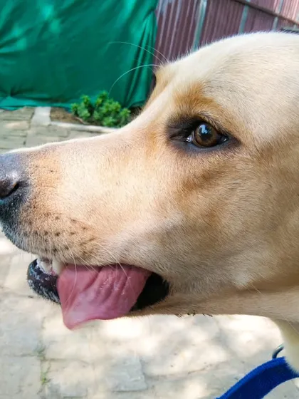 A happy Labrador enjoying the day. Our mission is to create a world of wagging tails and furry smiles.